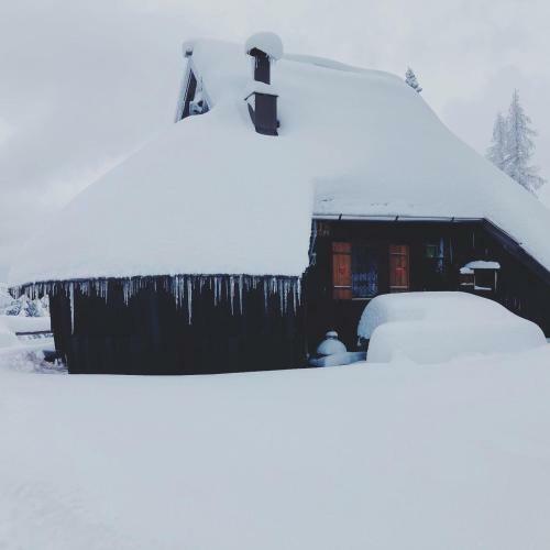 Ko?a ?ivka, Velika Planina