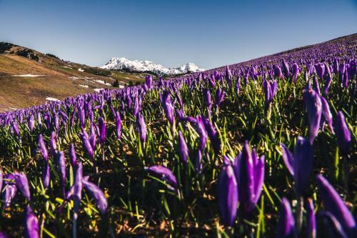 Ko?a Ojstrica - Velika Planina