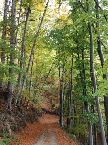 Apartments Laznica