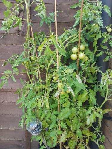 Bed & Breakfast Debonair Bnb @33