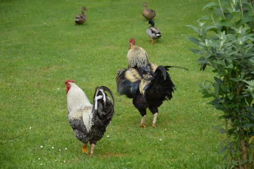 Bed & Breakfast La Grange Des Marettes