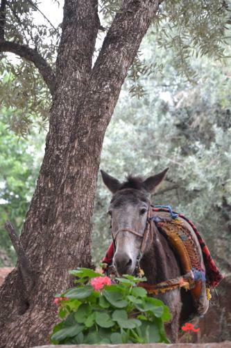 Hostal Dar Amethyste