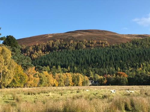 Rowan Cottage, Crannachcottages