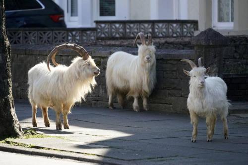 Beautiful Townhouse On The Great Orme, Llandudno Pet Friendly