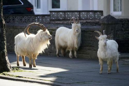 Beautiful Townhouse On The Great Orme, Llandudno Pet Friendly