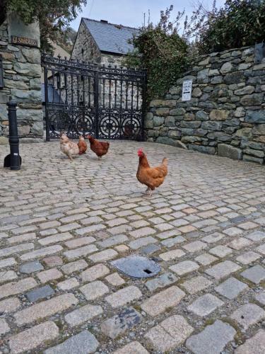 Bimble Cottage. The Cosy Snowdonia Hideaway