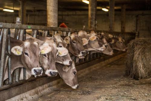 Aparthotel Residence Speckerhof