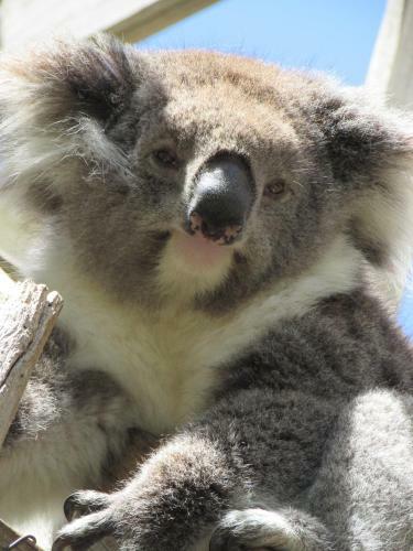 Lazy Days Bed &breakfast Cottage - Victor Harbor