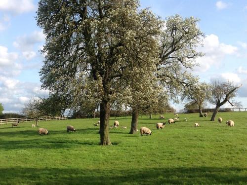 Orchard View