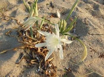 Hotel H�tel Lilium Maris