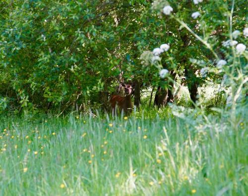 Woodlands Lodge-jurassic Coast - Bed & Breakfast