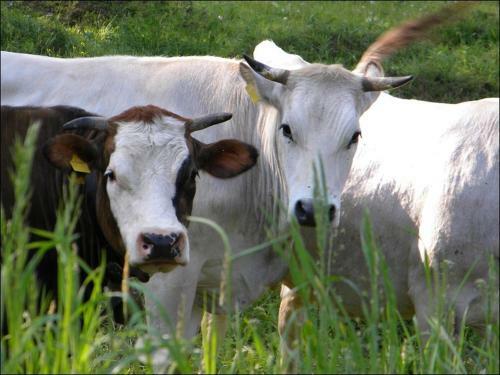 Agroturismo Cascina Beneficio