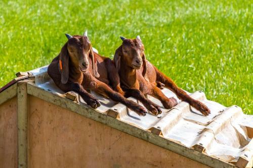 Honeysuckle Farm Holidays By Air Manage Suffolk