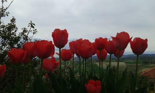 Apartamento B&B Monferrato La Casa Sui Tetti