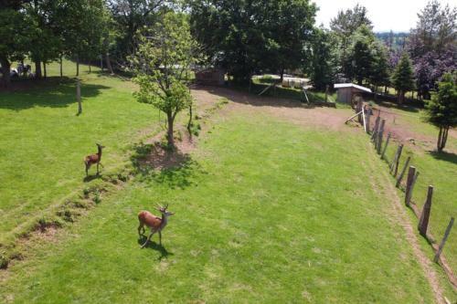 Le Grand Cerf 25 Pers, Malmedy- Chalet Rustique, Jardin