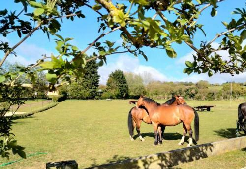 Elderflower Cottage 3 Private Acres And Miles Walks