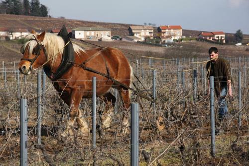 Bed & Breakfast Les Roulottes Viticoles