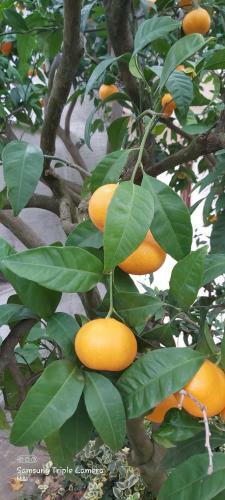 Vecchia Oliva,kuljica