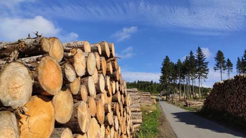 Apartamentos Harz Blick