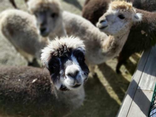 Apartamento Ferienwohnung Bungenhof Alpacas
