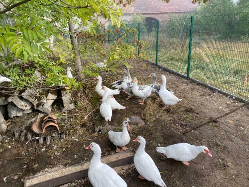 Apartamento Ferienwohnung Auf Dem Bauernhof
