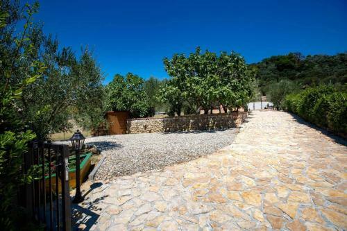 House Olive Tree
