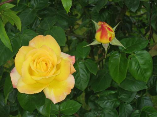 Bed & Breakfast Le Jardin De Rose