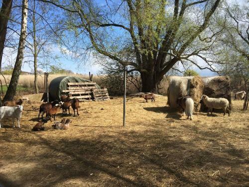 Holiday Home Along The Achterwasser In L�tow