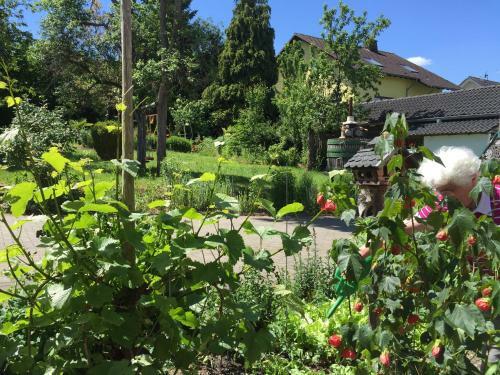 Apartamento Ferienweingut Willems