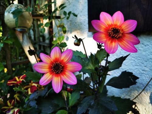 Bed & Breakfast G�stehaus Neu Am Passionstheater
