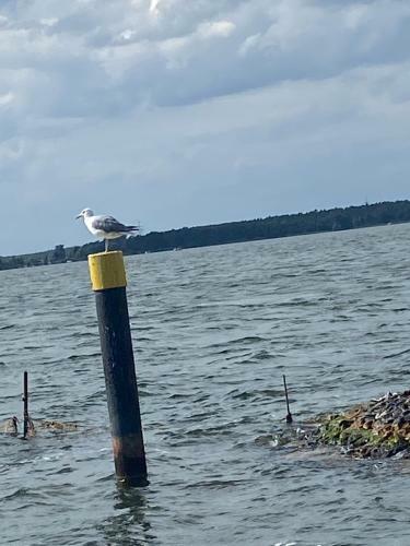 Meermaid