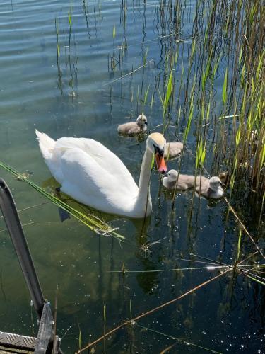 Apartamento Sweet App Am See