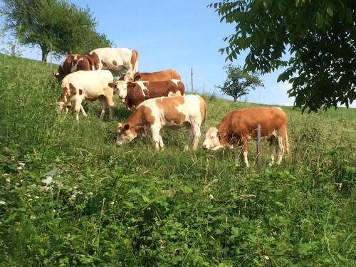 Bed & Breakfast G�stehaus Adler Albtal