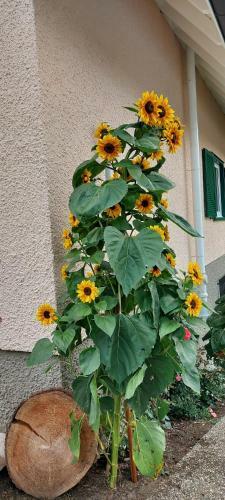 Ferienhaus Barbey