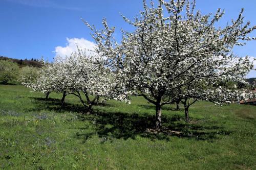 Apartamentos Wilderer Stube