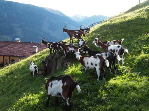 Agroturismo Grenerhof