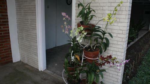 Hostal Omah Kebon Kalasan