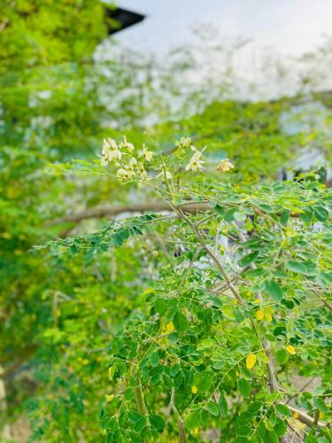 Villa Rooftop Garden Cottage