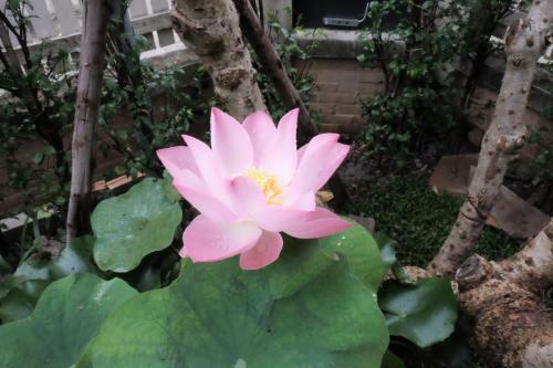 Bed & Breakfast 18 In Town Homestay