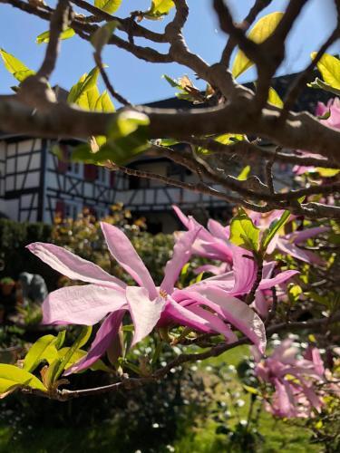 Hotel De Charme 'zum Schiff'