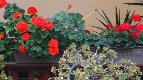 Hostal Pension K61 Sylke Und Michael Paffrath