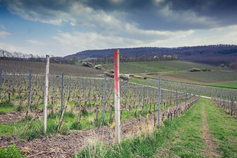 Hostal Landhotel Und Weingasthof Schwarzer Adler