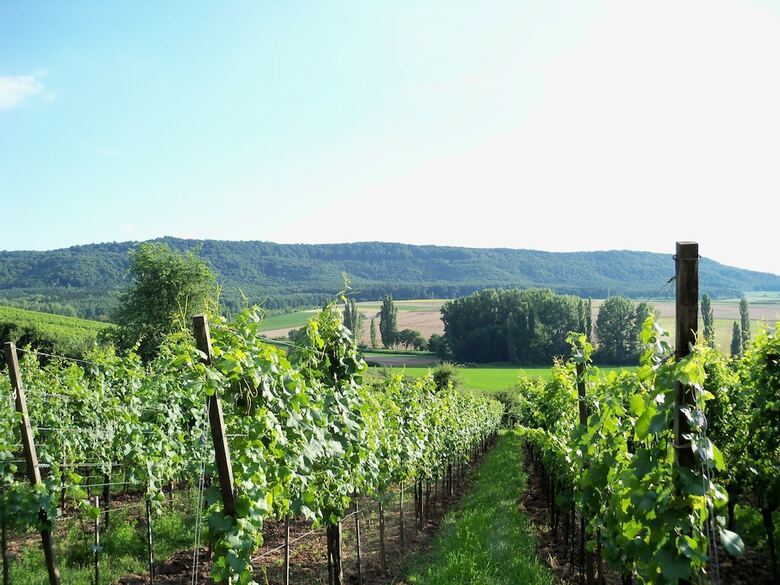 Hostal Landhotel Und Weingasthof Schwarzer Adler