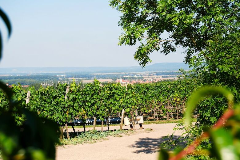 Hostal Landhotel Und Weingasthof Schwarzer Adler