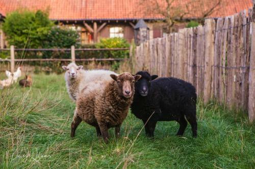 Biohoeve 't Bezige Bieke Met Priv� Wellness