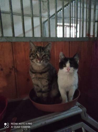Apartm�n Pod S?�brnou Horou