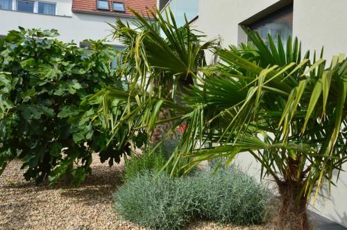 Palm Garden Apartment 1