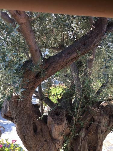 Villa Kalivi (Olive Farm House)