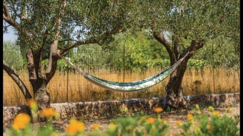 Villa Olive Tree House