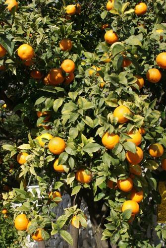 Apartamentos Three Oranges